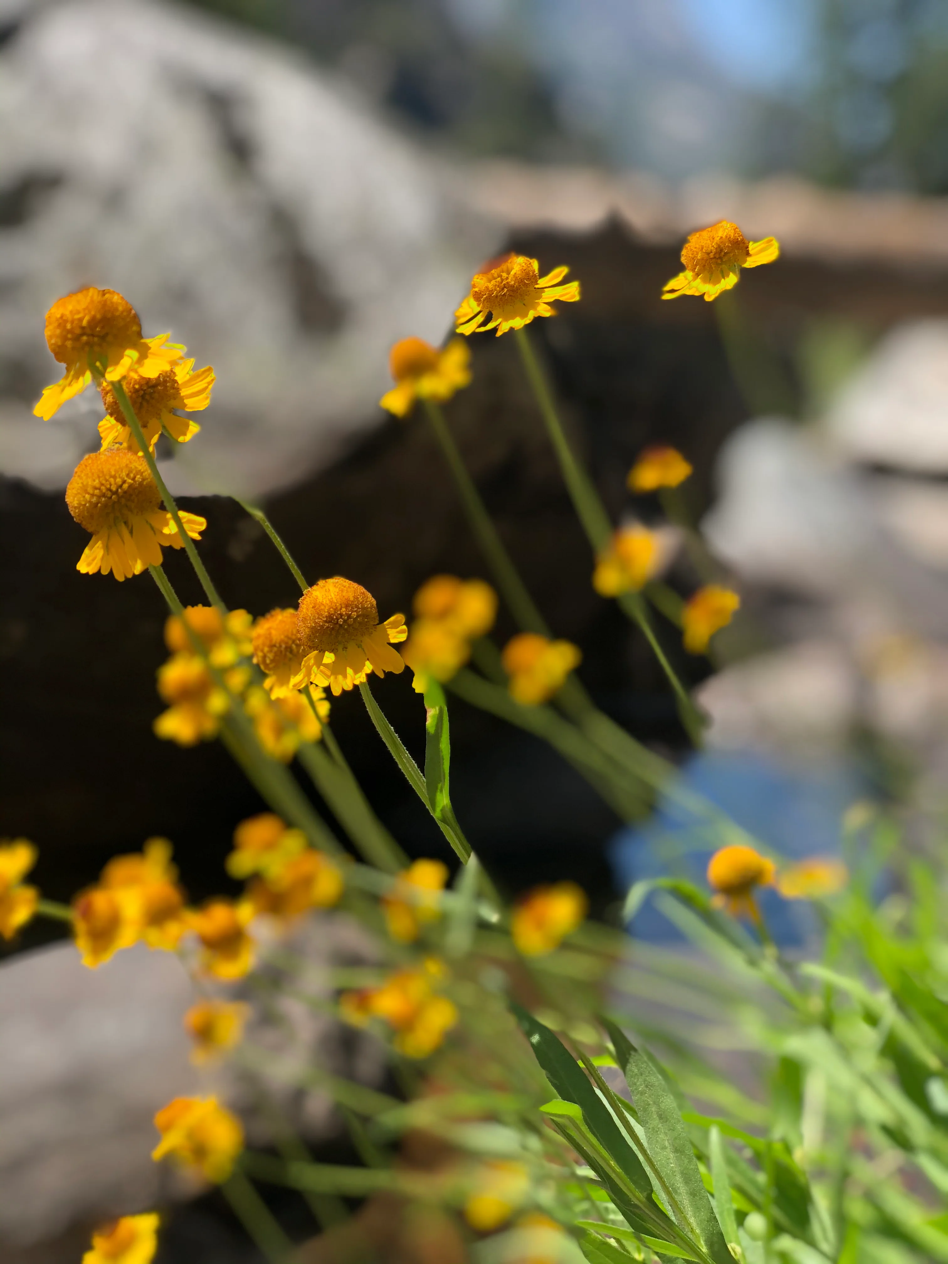 Backpacking Yosemite: Grand Canyon of the Tuolumne River - Image 37